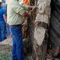 FallFest09 Carvingdemo