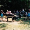 ponyrides